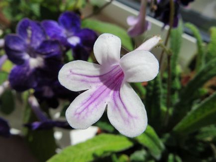 Fotografiile și speciile streptocarpus, cultivarea și îngrijirea la domiciliu