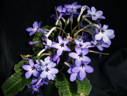 Fotografiile și speciile streptocarpus, cultivarea și îngrijirea la domiciliu