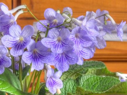 Fotografiile și speciile streptocarpus, cultivarea și îngrijirea la domiciliu