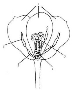 Structura florii de lalele - agrodelo