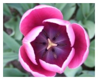 Будова квітки тюльпана - agrodelo