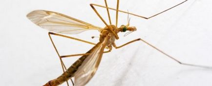 Так чи небезпечно комаха, схоже на великого комара, як його малюють