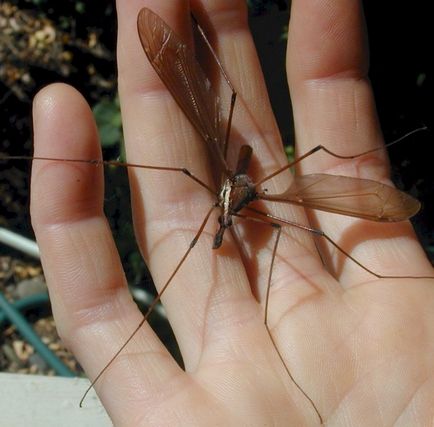 Este atât de periculoasă o insectă care arată ca un țânțar mare, așa cum este pictat