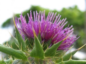 Tartar prickly (chertogon sau bojadak) - descriere, proprietăți medicinale, colectare, aplicare și