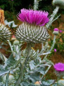 Tartar prickly (chertogon sau bojadak) - descriere, proprietăți medicinale, colectare, aplicare și