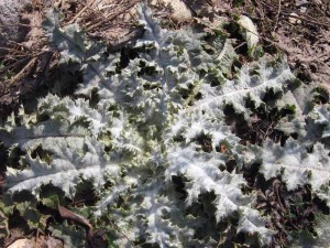 Tüskés bogáncs (Cirsium vagy chertogon) - leírása, gyógyszer tulajdonságait, gyűjtemény, alkalmazás, és