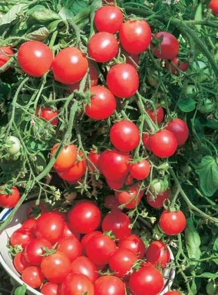 Tomato-cranberries în zahăr descriere, caracteristici, recomandări pentru creșterea pe pervaz,