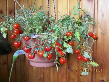 Tomato-cranberries în zahăr descriere, caracteristici, recomandări pentru creșterea pe pervaz,