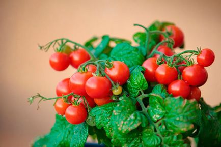 Tomato - afinele de zahăr, caracteristicile și descrierea soiului, randamentul, fotografie