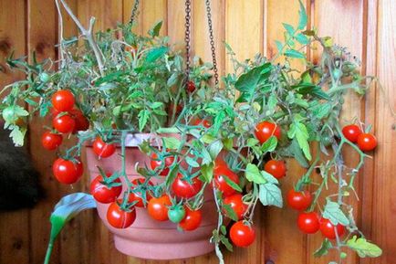 Tomato - afinele de zahăr, caracteristicile și descrierea soiului, randamentul, fotografie