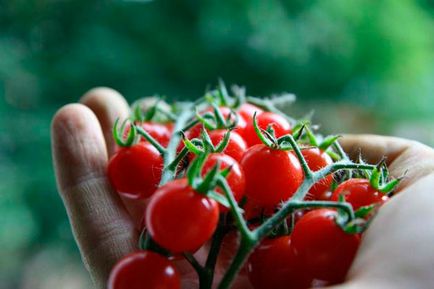 Tomato - afinele de zahăr, caracteristicile și descrierea soiului, randamentul, fotografie