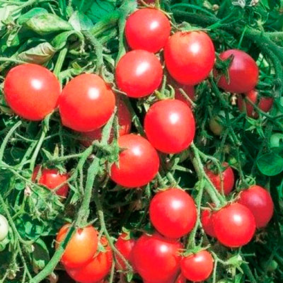 Tomato - afinele de zahăr, caracteristicile și descrierea soiului, randamentul, fotografie