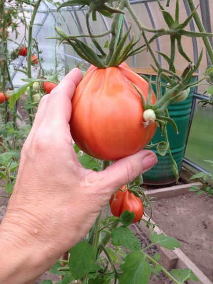 Tomato puzata hut comentarii, poze, randamente