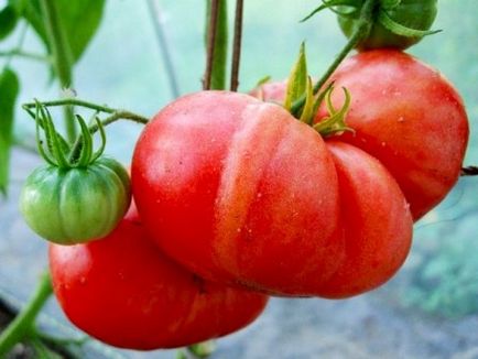 Tomato roz descriere gigant varietate de fotografie