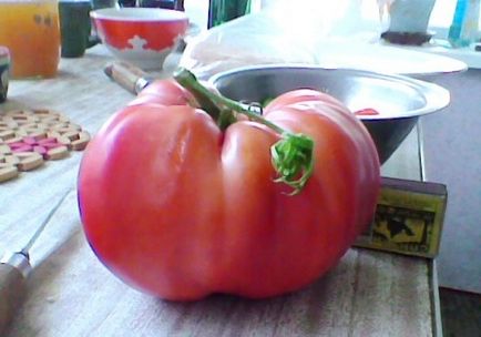 Tomato roz descriere gigant varietate de fotografie