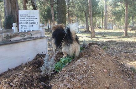 Un câine de așteptare vine în mormântul celui mai bun prieten al său în fiecare zi - într-o lume interesantă