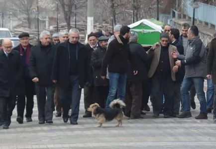 Згорьована собака щодня приходить на могилу свого кращого друга - в світі цікавого