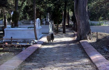 Un câine de așteptare vine în mormântul celui mai bun prieten al său în fiecare zi - într-o lume interesantă