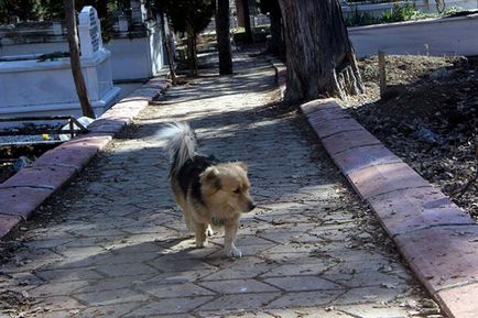 Un câine de așteptare vine în mormântul celui mai bun prieten al său în fiecare zi - într-o lume interesantă