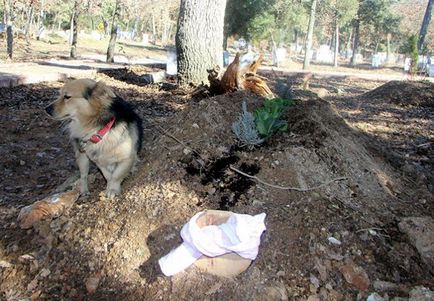 Згорьована собака щодня приходить на могилу свого кращого друга - в світі цікавого