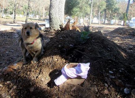 Згорьована собака щодня приходить на могилу свого кращого друга - в світі цікавого