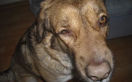 Ochii câinelui se înghesuie cu cauzele și metodele de tratament la domiciliu