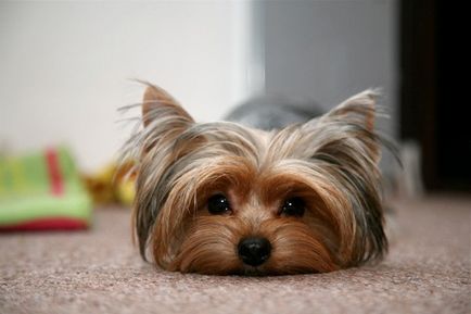 У собаки гнояться очі причини та способи лікування в домашніх умовах