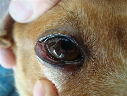 У собаки гнояться очі причини та способи лікування в домашніх умовах