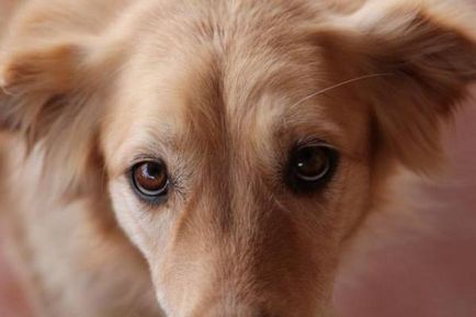 Ochii câinelui se înghesuie cu cauzele și metodele de tratament la domiciliu