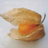 Jam din physalis - (mai mult de 10 rețete) cu o fotografie pe