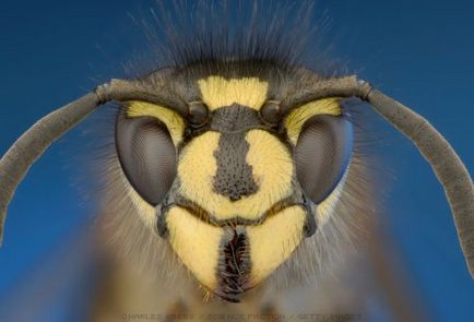 Care este pericolul de mușcături de insecte?