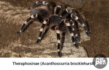 Tipuri și subspecii de tarantule cu o fotografie