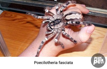 Tipuri și subspecii de tarantule cu o fotografie