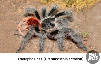 Tipuri și subspecii de tarantule cu o fotografie