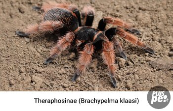 Tipuri și subspecii de tarantule cu o fotografie