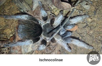 Tipuri și subspecii de tarantule cu o fotografie