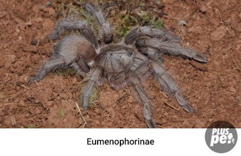 Tipuri și subspecii de tarantule cu o fotografie