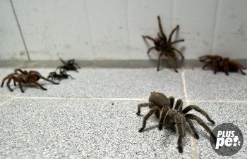 Tipuri și subspecii de tarantule cu o fotografie