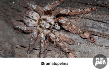 Tipuri și subspecii de tarantule cu o fotografie