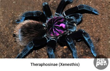 Tipuri și subspecii de tarantule cu o fotografie