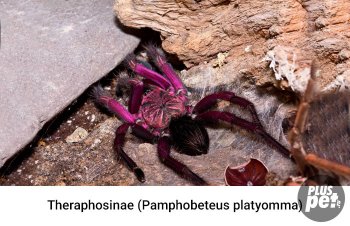 Tipuri și subspecii de tarantule cu o fotografie