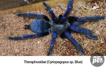 Tipuri și subspecii de tarantule cu o fotografie