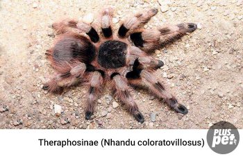 Tipuri și subspecii de tarantule cu o fotografie