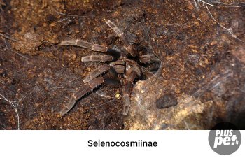 Tipuri și subspecii de tarantule cu o fotografie