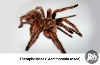 Tipuri și subspecii de tarantule cu o fotografie