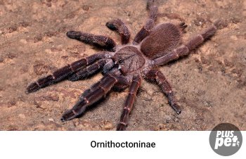 Tipuri și subspecii de tarantule cu o fotografie