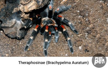 Tipuri și subspecii de tarantule cu o fotografie