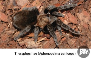 Tipuri și subspecii de tarantule cu o fotografie