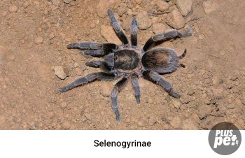 Tipuri și subspecii de tarantule cu o fotografie