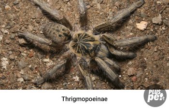 Tipuri și subspecii de tarantule cu o fotografie